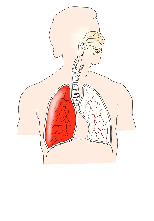 sistema respiratorio