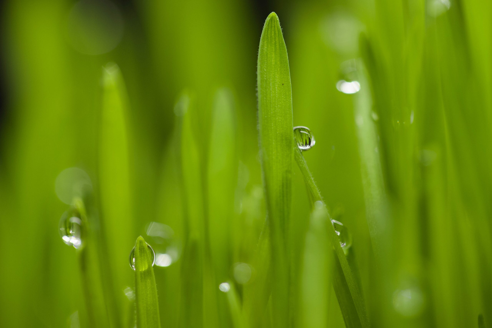 a close up of grass with drops of water on it