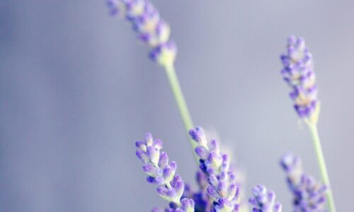 close-up photo of lavender